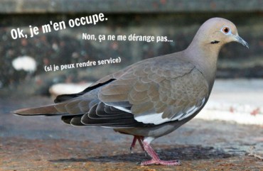 pigeon-600x391
